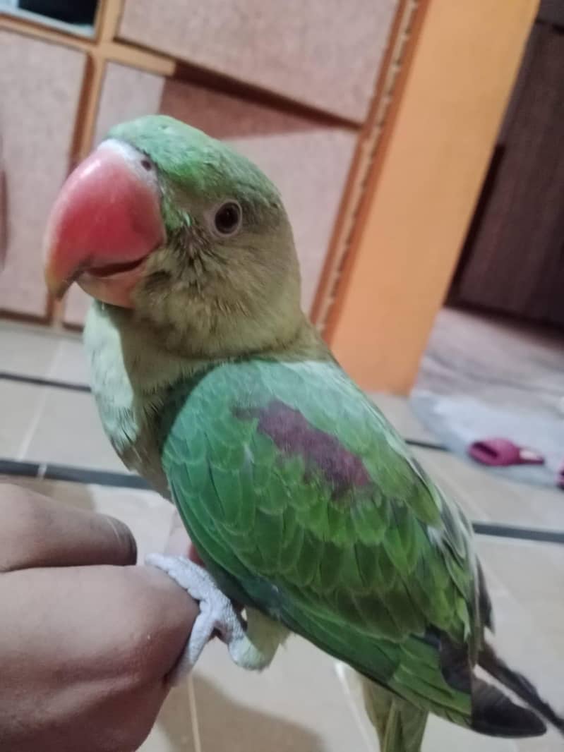 Raw parrot 3