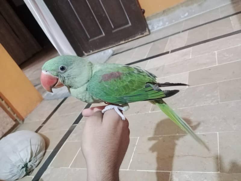 Raw parrot 4