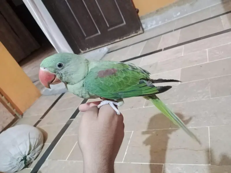 Raw parrot — photo 5