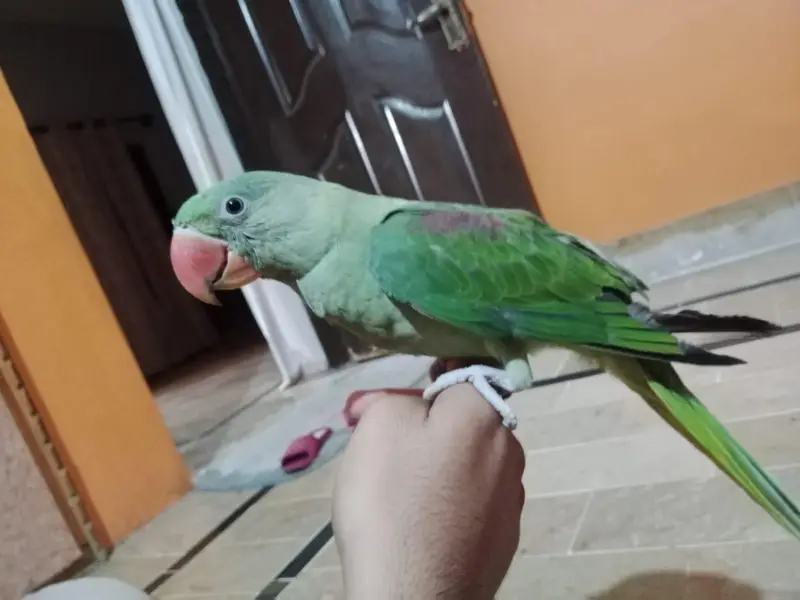 Raw parrot — photo 6