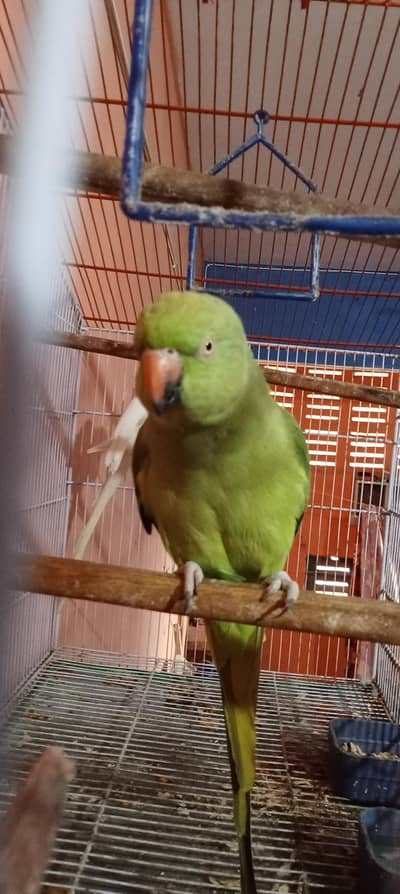 ring neck talking breeder femele
