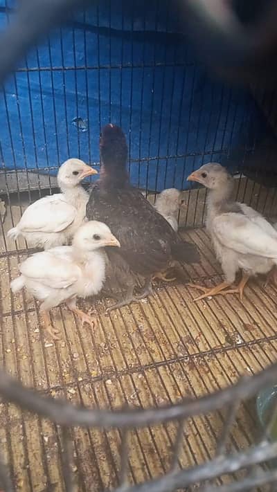 Aseel Chicks Available