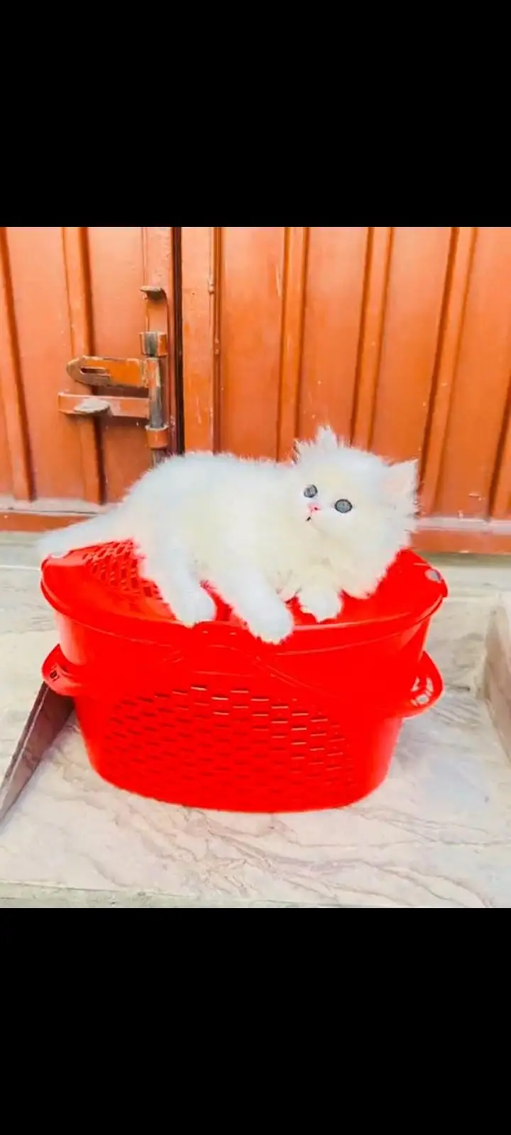 persian cat for sale MywatsapppNumber 0309-37-13-771 — photo 2