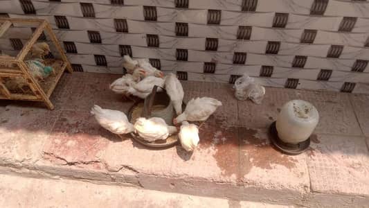 13 male hens for sale