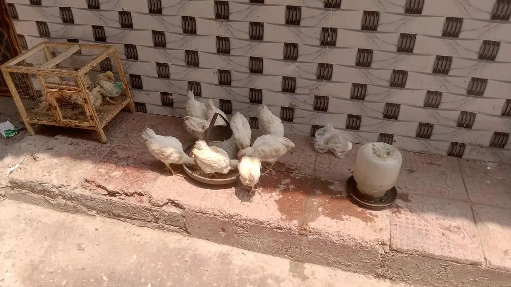 13 male hens for sale — photo 2