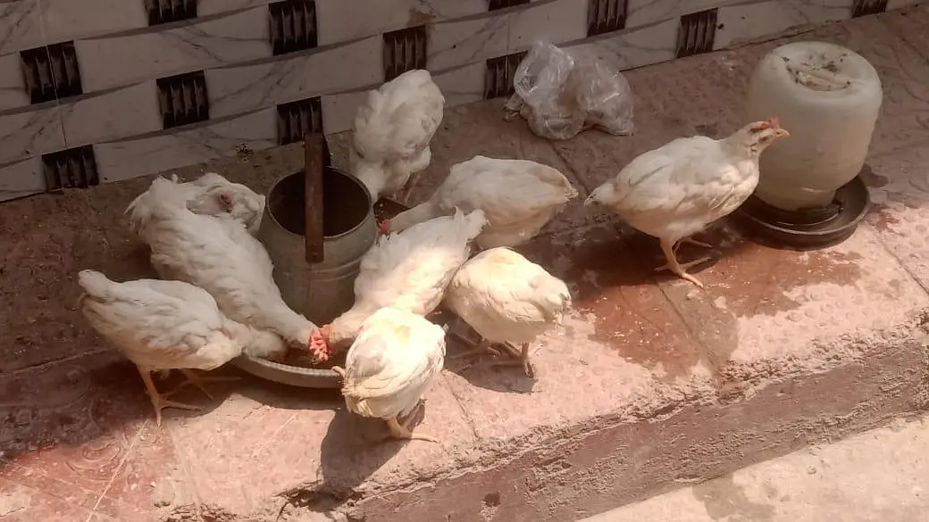 13 male hens for sale — photo 3