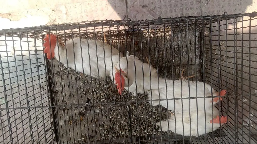 13 male hens for sale — photo 4
