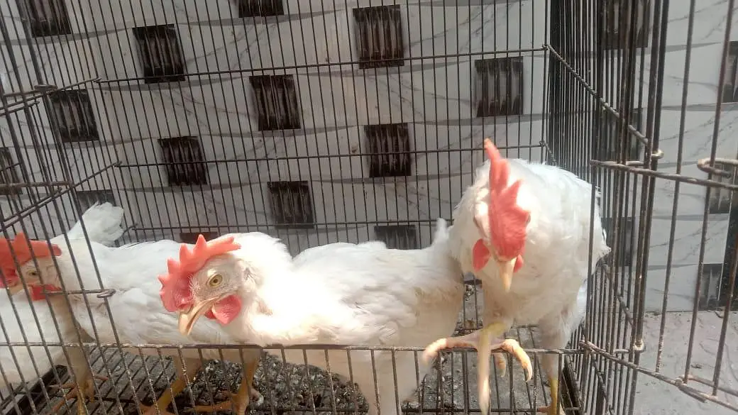 13 male hens for sale — photo 5