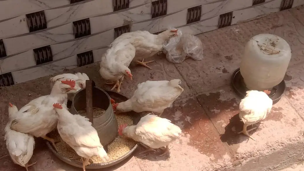 13 male hens for sale — photo 6