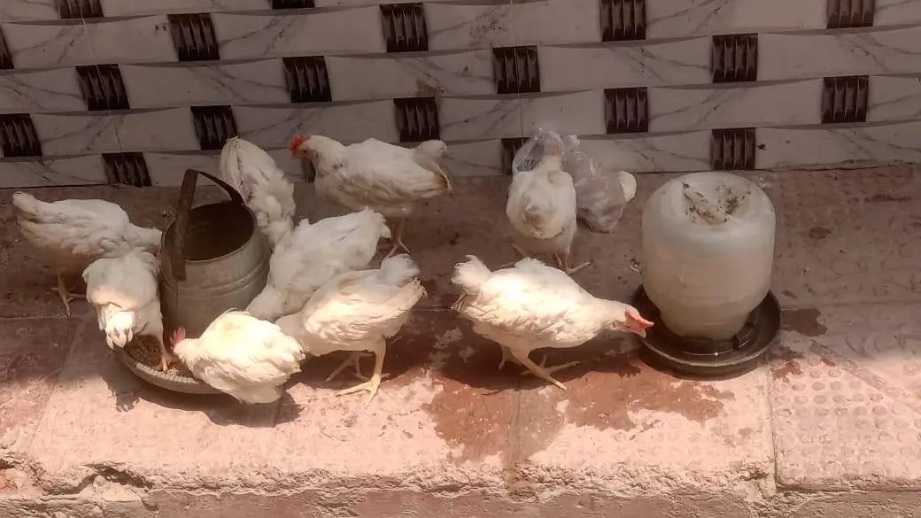 13 male hens for sale — photo 7