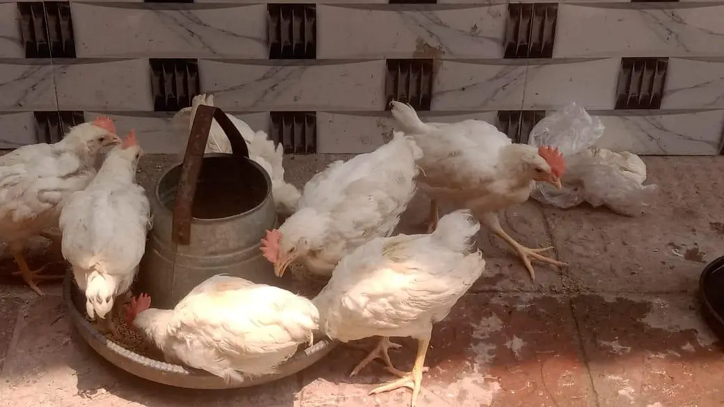 13 male hens for sale — photo 8