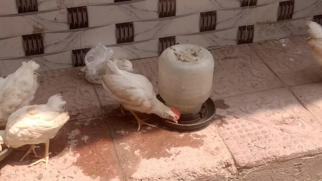 13 male hens for sale — photo 9