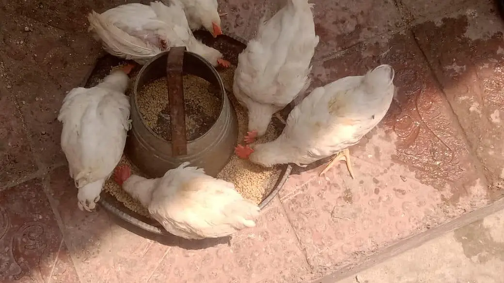 13 male hens for sale — photo 10