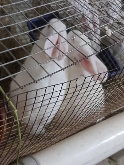 newziland white rabbits