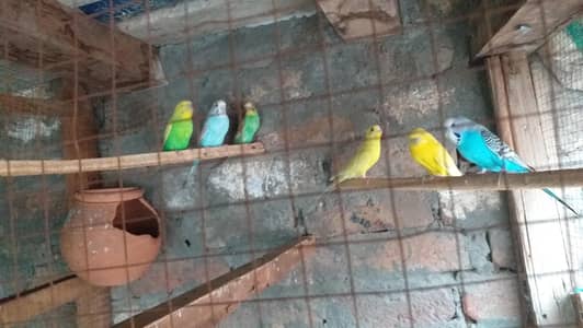 Australian parrots