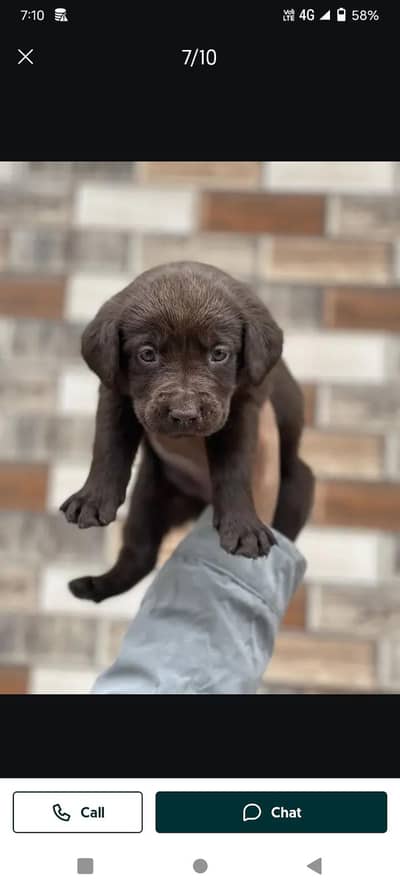 chocolate Labrador male puppy for sale