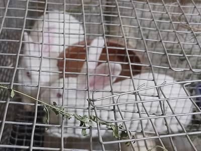 newziland white rabbits