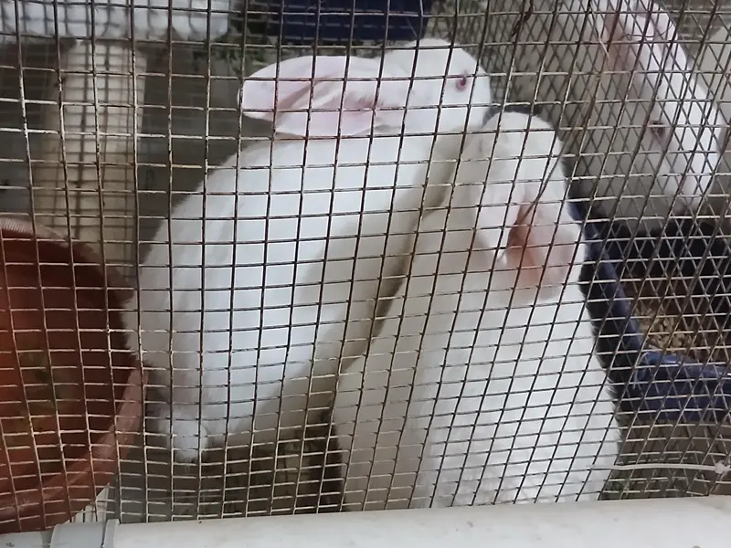 newziland white rabbits — photo 2
