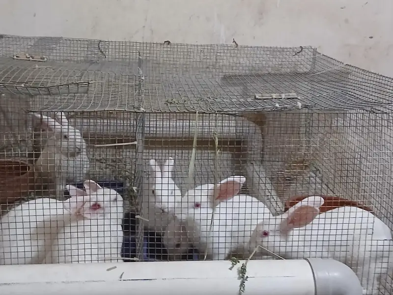 newziland white rabbits — photo 3