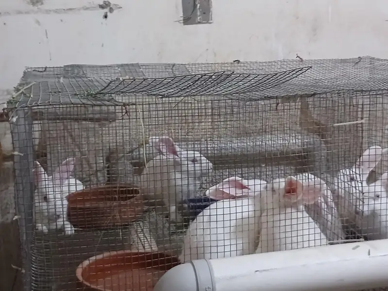 newziland white rabbits — photo 4