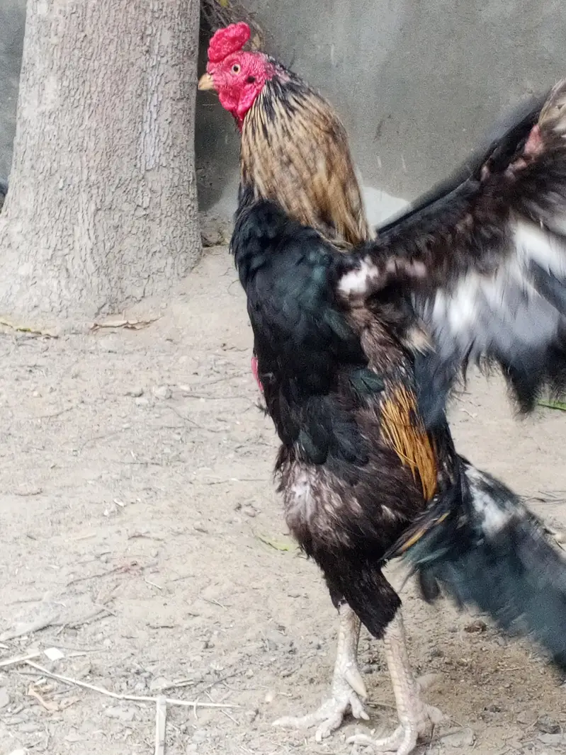 best breeder — photo 2