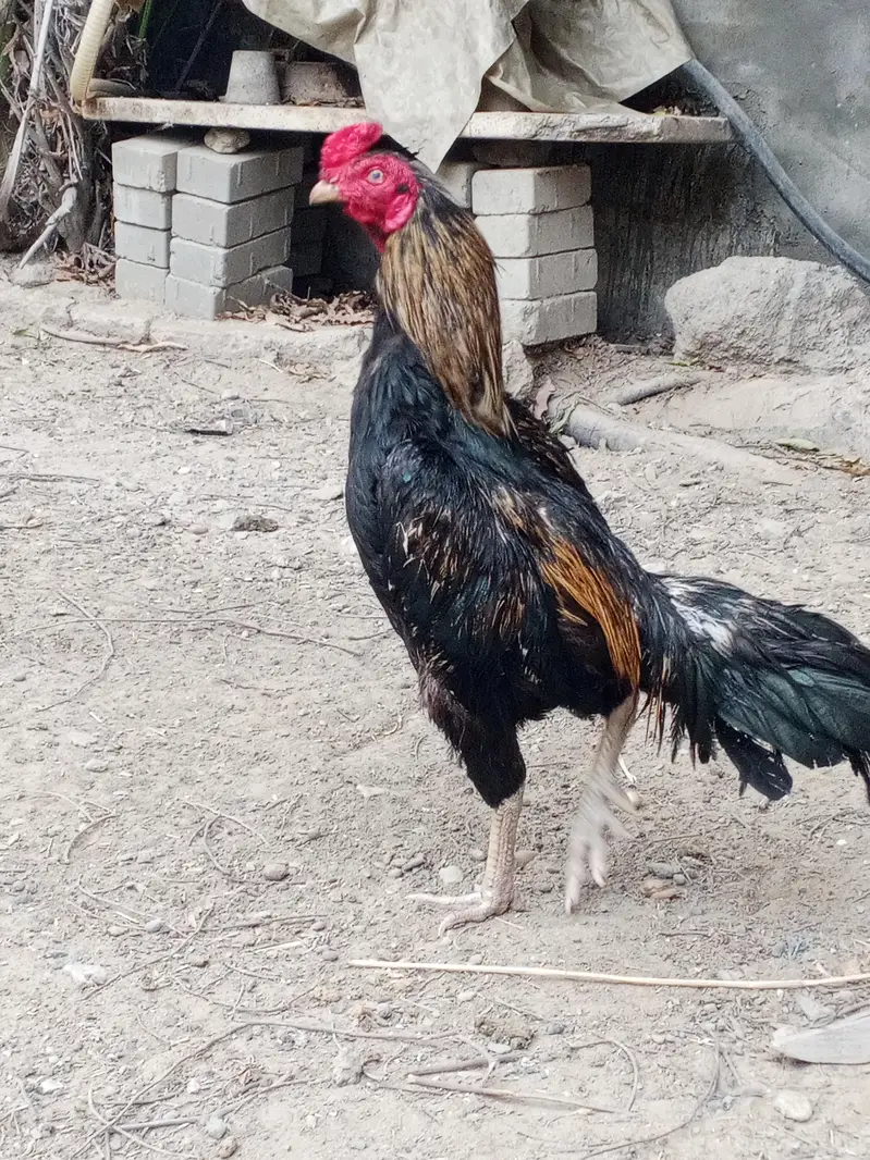 best breeder — photo 3