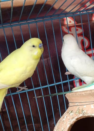 Australian parrots. Budgies  Bajri Breeder Male