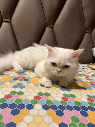 Persian cats for sale in DHA 2 Islamabad