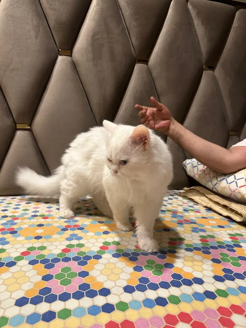 Persian cats for sale in DHA 2 Islamabad — photo 2