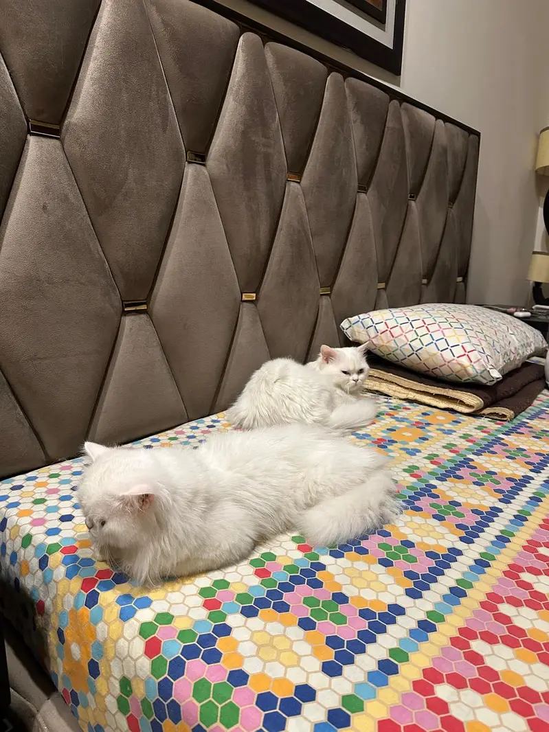Persian cats for sale in DHA 2 Islamabad — photo 3