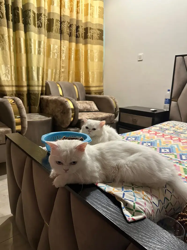 Persian cats for sale in DHA 2 Islamabad — photo 4