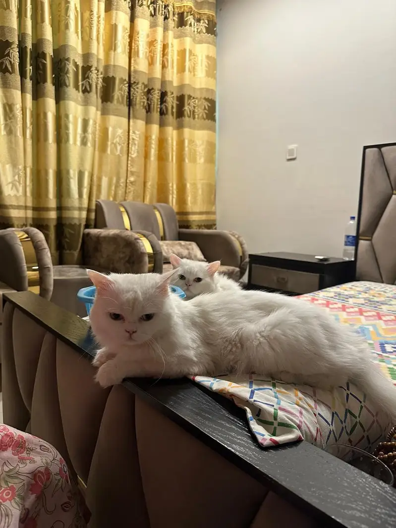 Persian cats for sale in DHA 2 Islamabad — photo 5