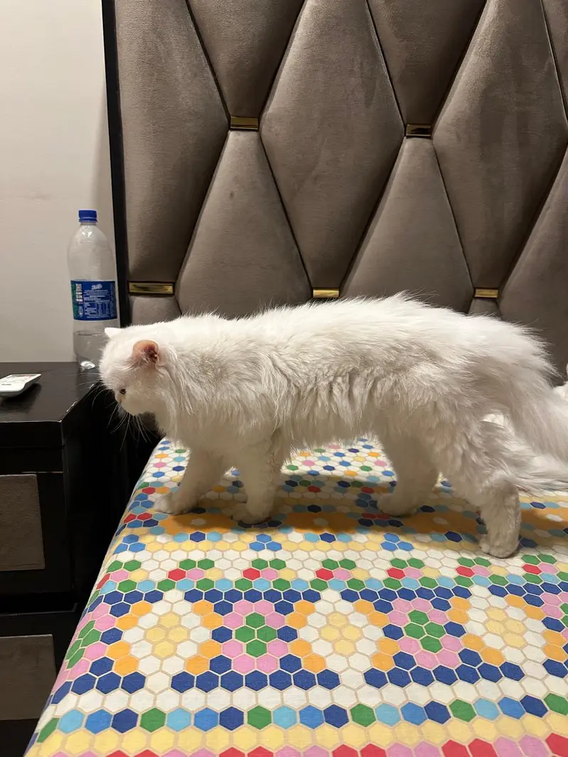 Persian cats for sale in DHA 2 Islamabad — photo 6