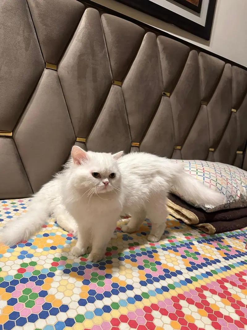 Persian cats for sale in DHA 2 Islamabad — photo 7