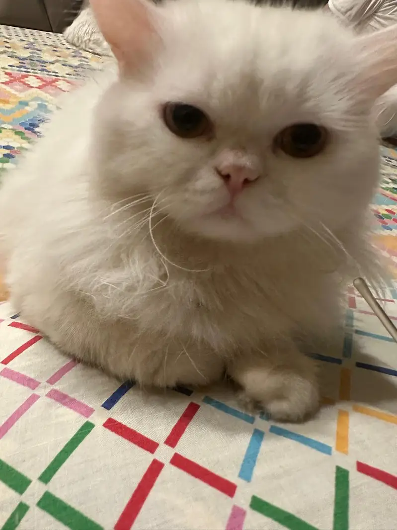 Persian cats for sale in DHA 2 Islamabad — photo 8