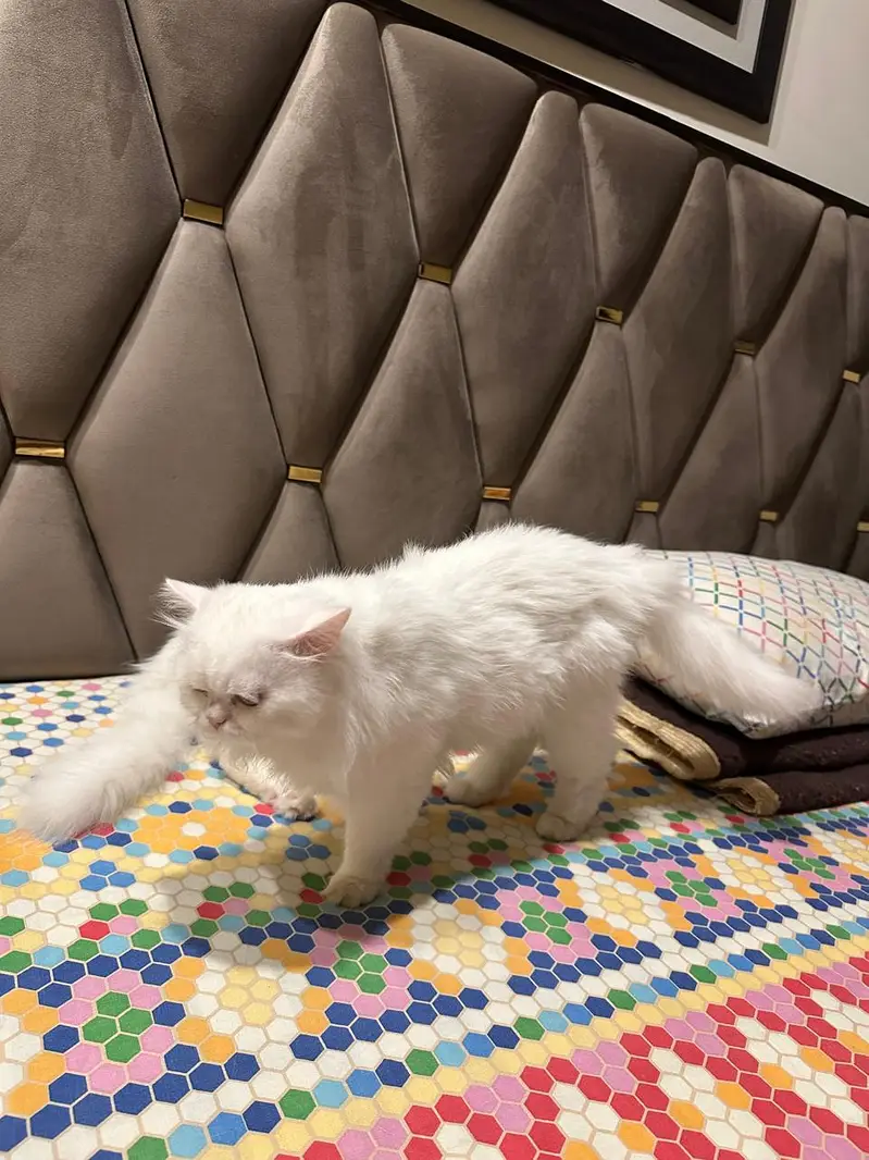 Persian cats for sale in DHA 2 Islamabad — photo 9
