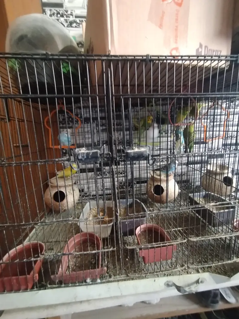 Parrot cage, heavy duty max 3 sections. — photo 3