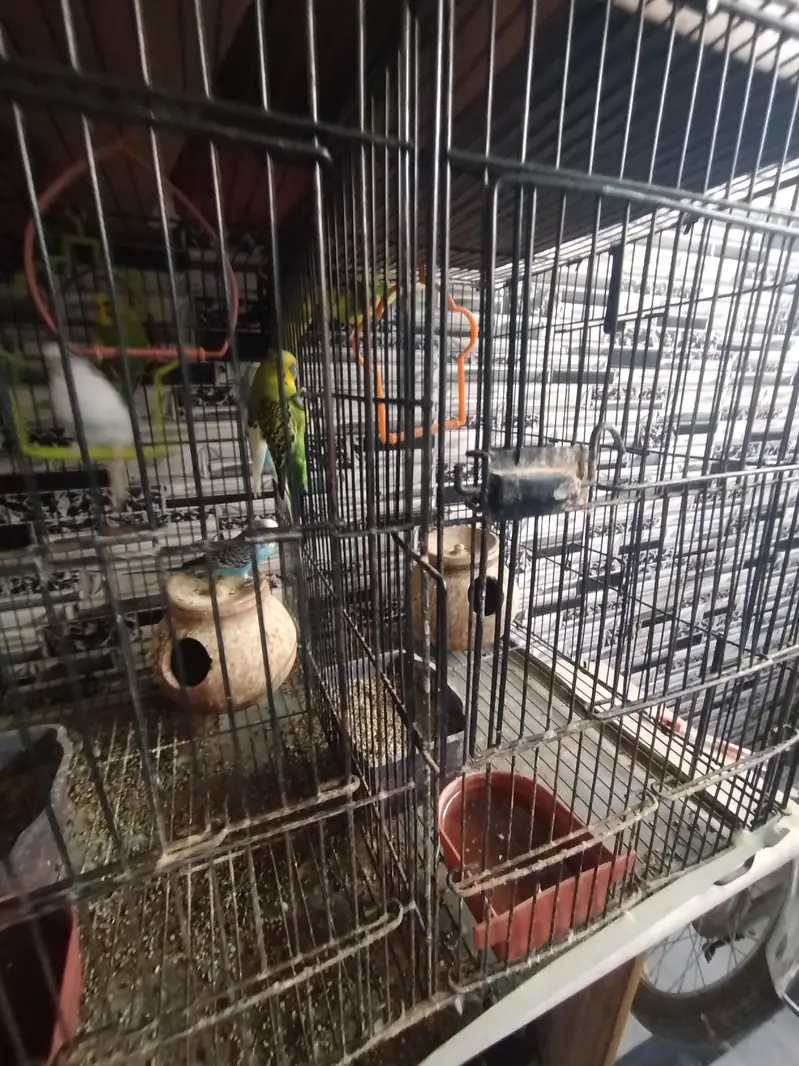 Parrot cage, heavy duty max 3 sections. — photo 4