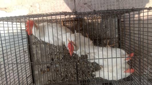 13 male hens for sale
