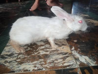 4rabbit Hain 2 male or 2 female 3 rabbit white hai. or 1 female brown