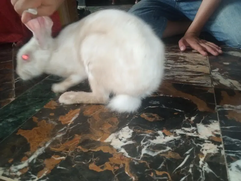 4rabbit Hain 2 male or 2 female 3 rabbit white hai. or 1 female brown — photo 2