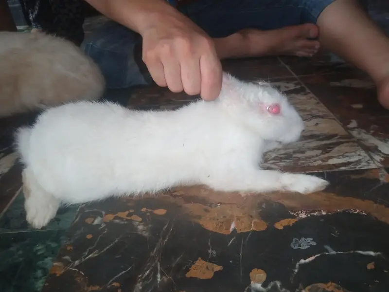 4rabbit Hain 2 male or 2 female 3 rabbit white hai. or 1 female brown — photo 4