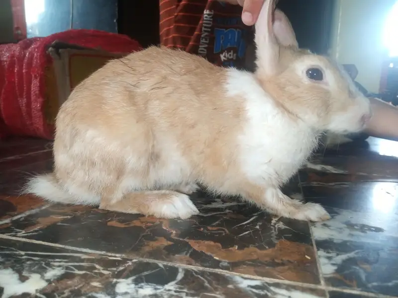 4rabbit Hain 2 male or 2 female 3 rabbit white hai. or 1 female brown — photo 5