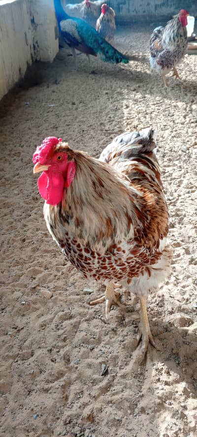 Splach Laced Red Wyandotte