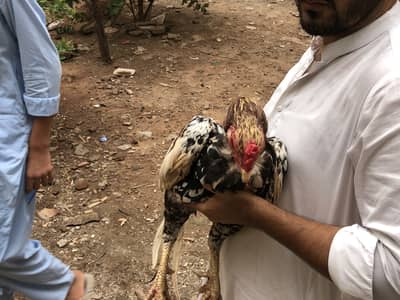 Chenai murgi and murga ( 4 bachey ]