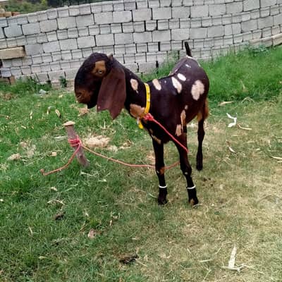 beetal path for sale