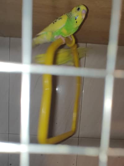 5 health budgies