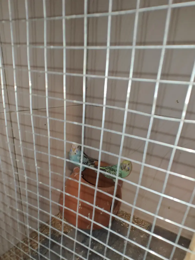 5 health budgies — photo 2