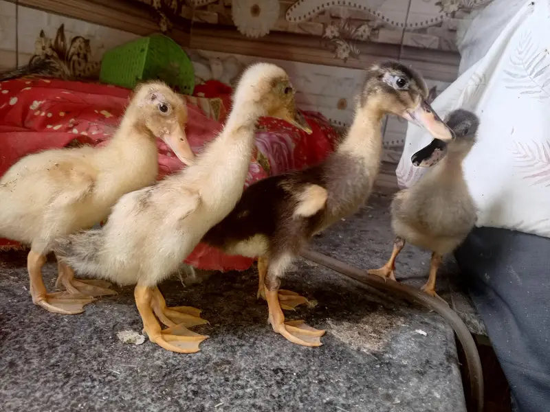 Beautiful Ducks baby sale 03454162260