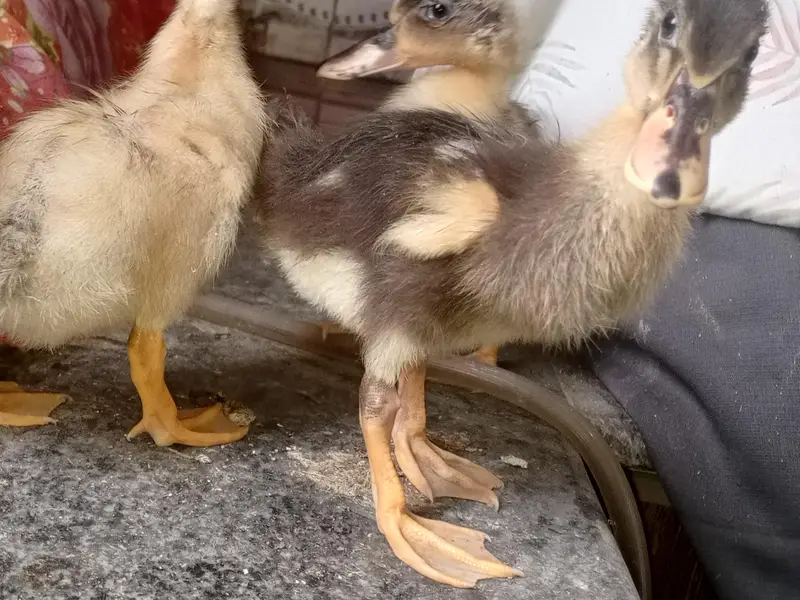 Beautiful Ducks baby sale 03454162260 — photo 2